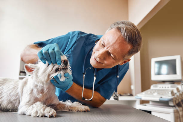 Best Weekend Emergency Dentist in Des Peres, MO